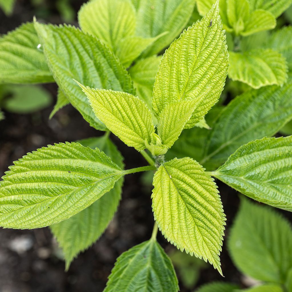 Boehmeria cylindrica - False Nettle