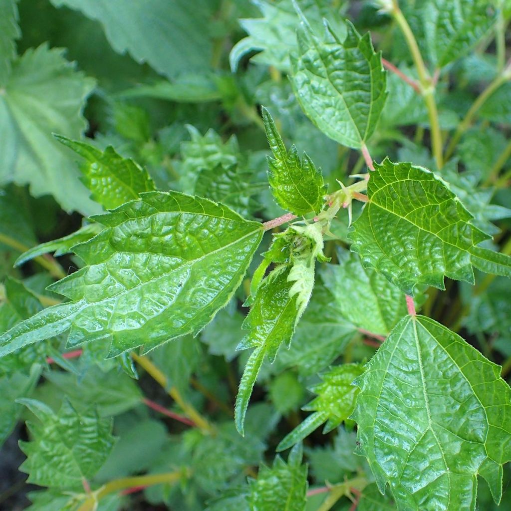 Boehmeria spicata - Ortie de Chine arbustive