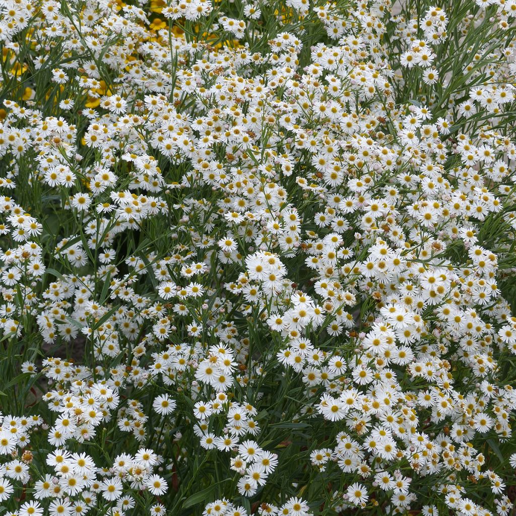 Boltonia asteroides Latisquama