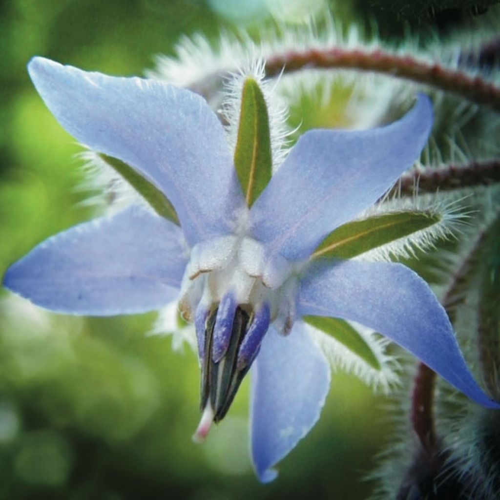 Bourrache officinale - Borago officinalis