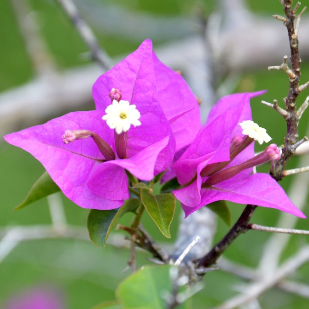 Bougainvillea spectabilis x glabra Violet de Mèze