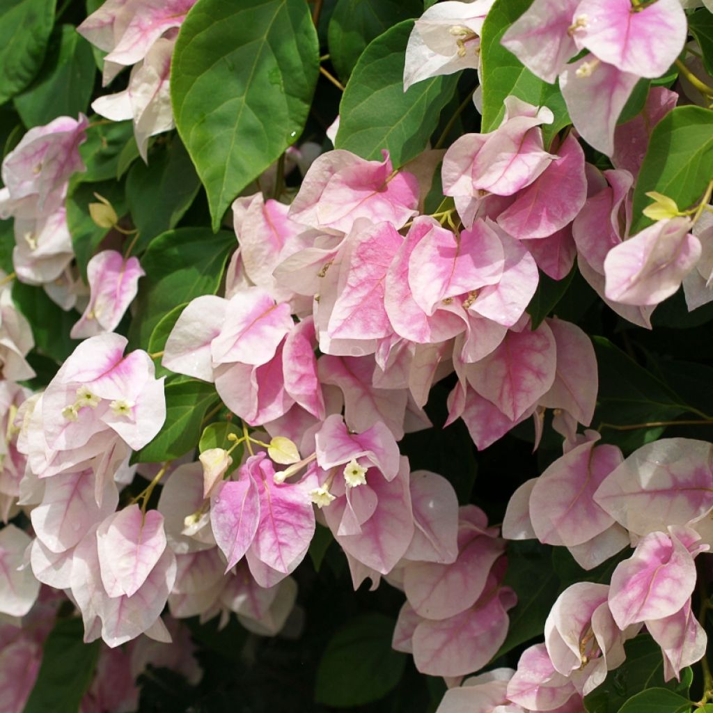 Bougainvillea spectabilis White Pink