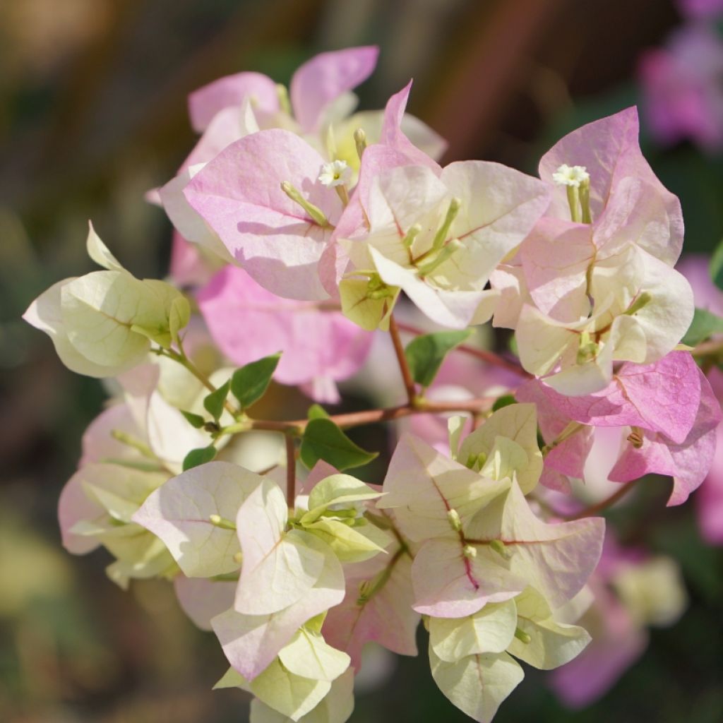 Bougainvillea spectabilis White Pink