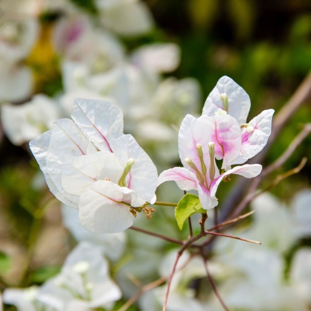 Bougainvillea spectabilis White Pink