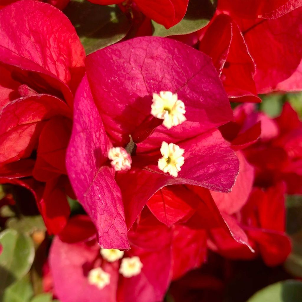 Bougainvillier spectabilis Rouge foncé