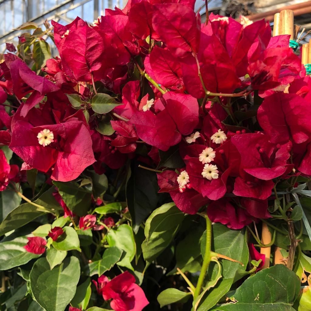 Bougainvillier spectabilis Rouge foncé