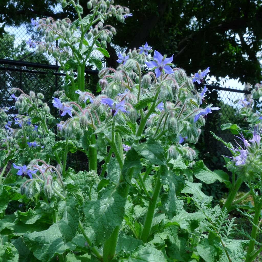 Bourrache - Borago officinalis