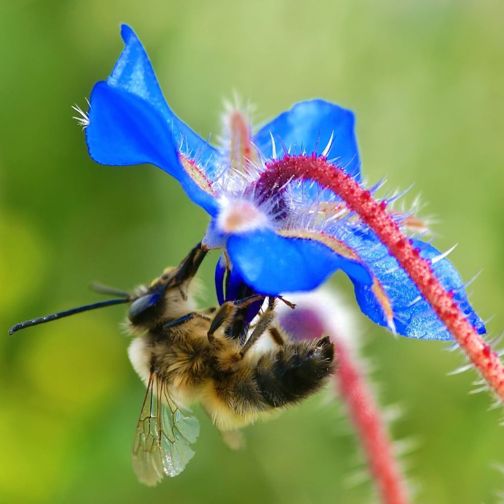 Bourrache - Borago officinalis