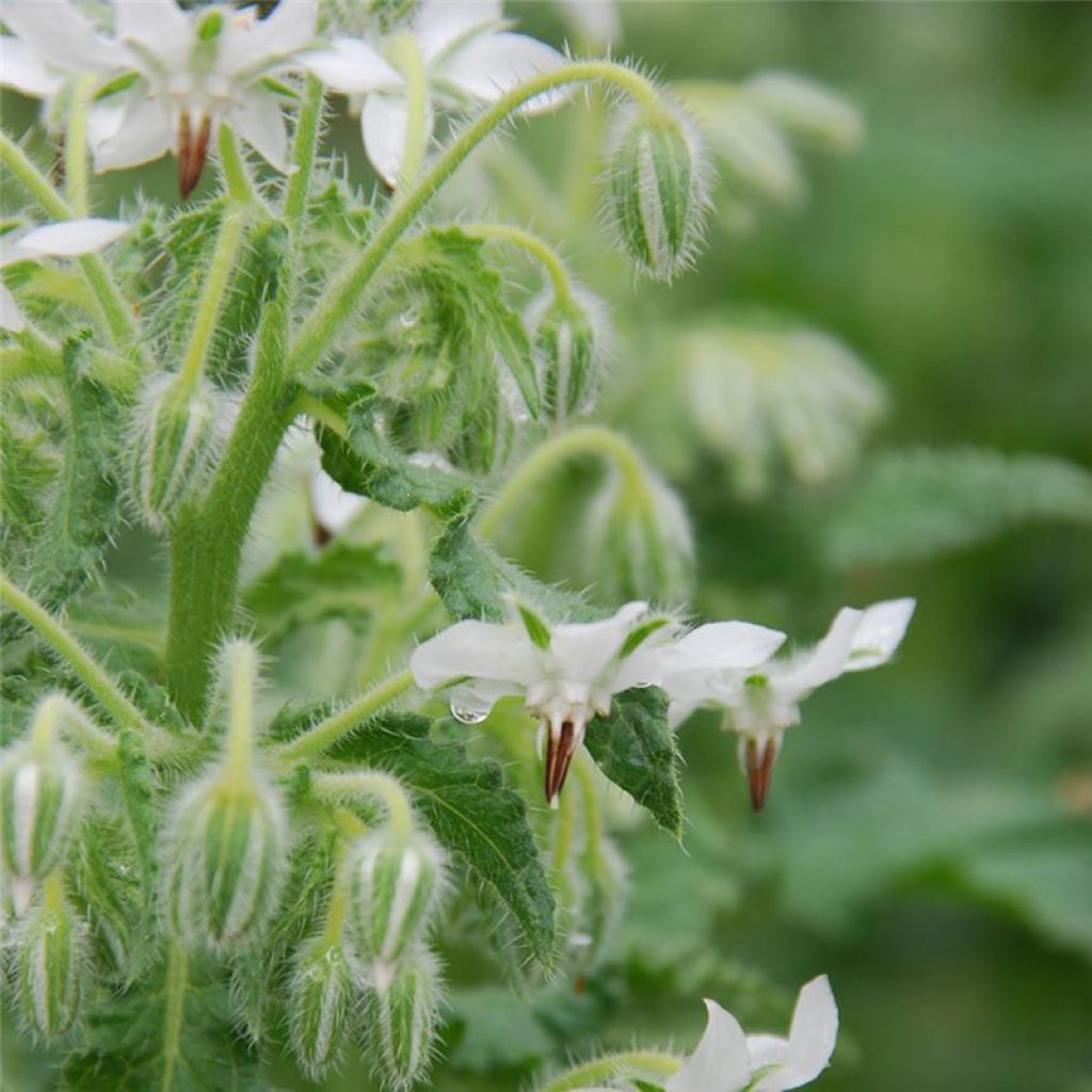 White Borage - Ferme de Sainte Marthe seeds