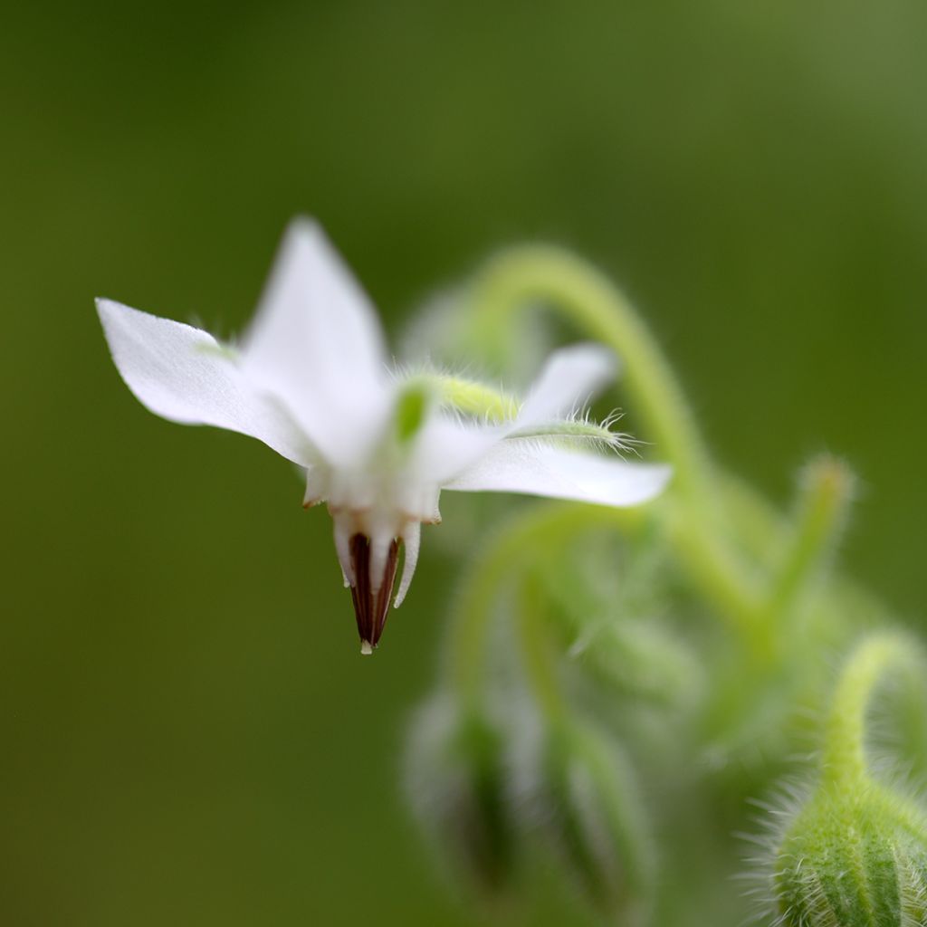 Borago officinalis - Blue Borage