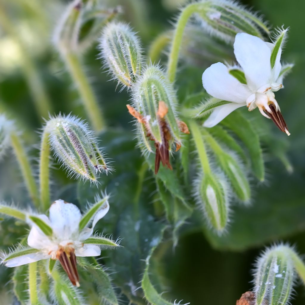 Borago officinalis Alba