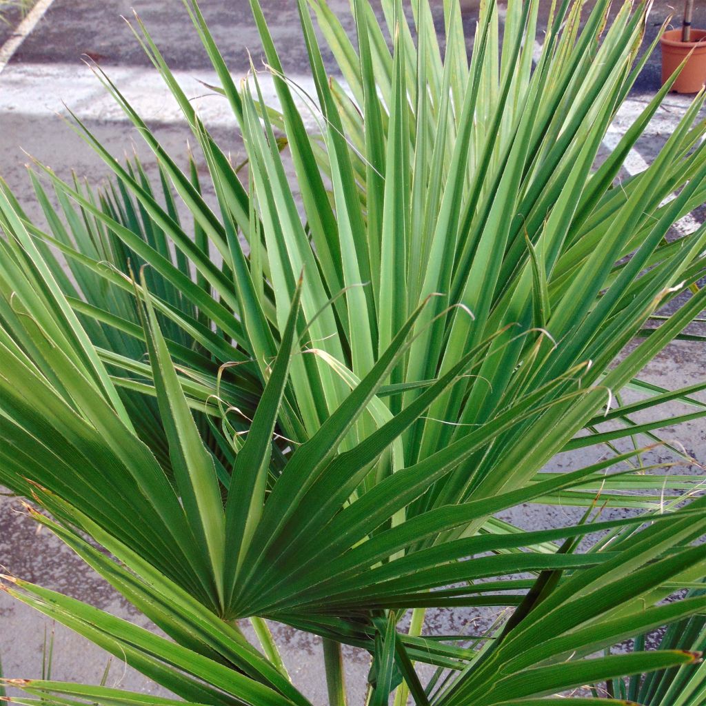 Palmier du Mexique - Brahea edulis