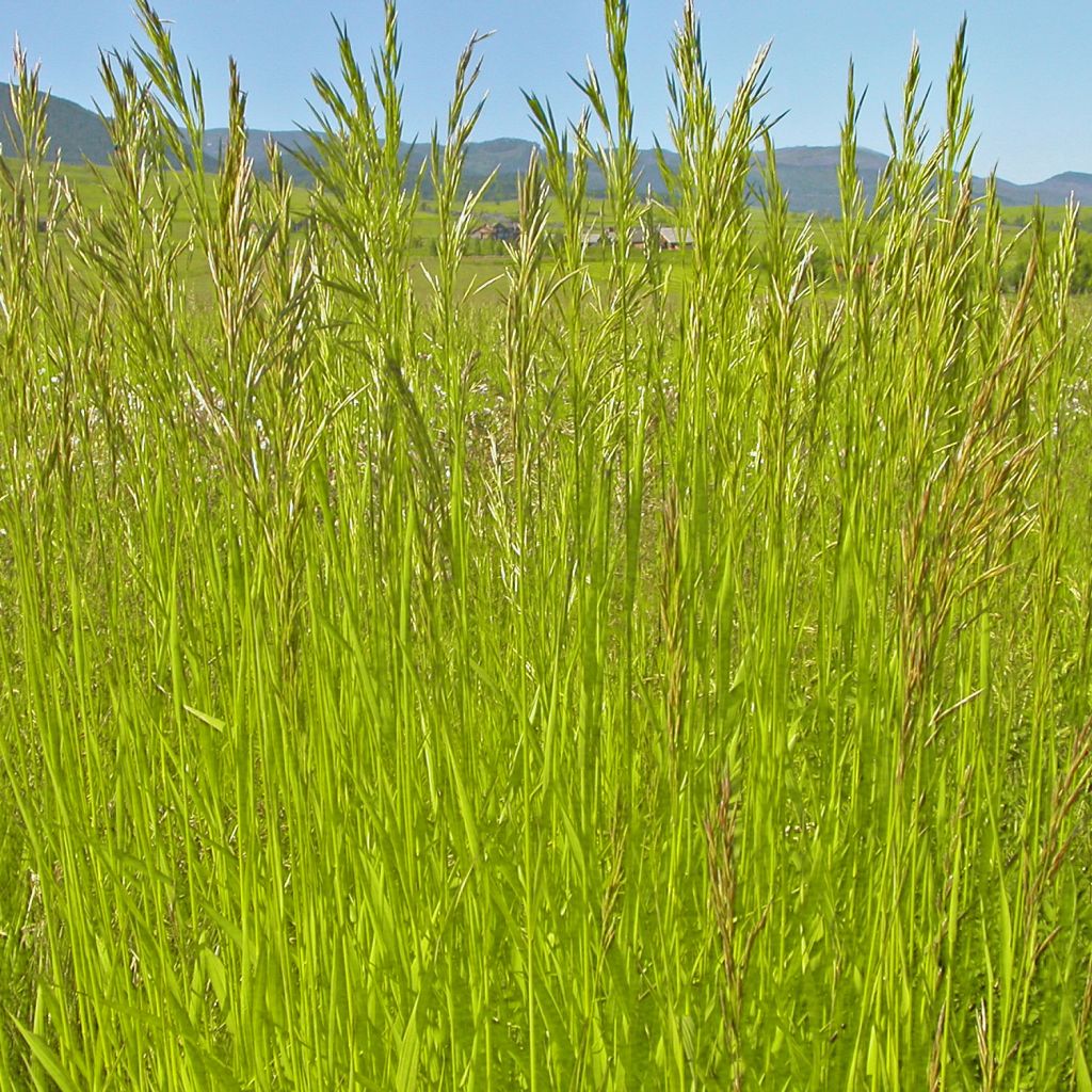 Bromus inermis Skinners Gold
