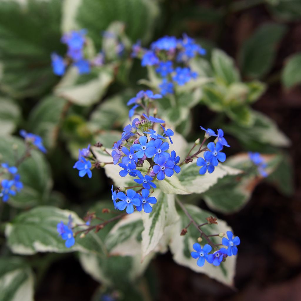 Brunnera macrophylla Variegata - Siberian Bugloss