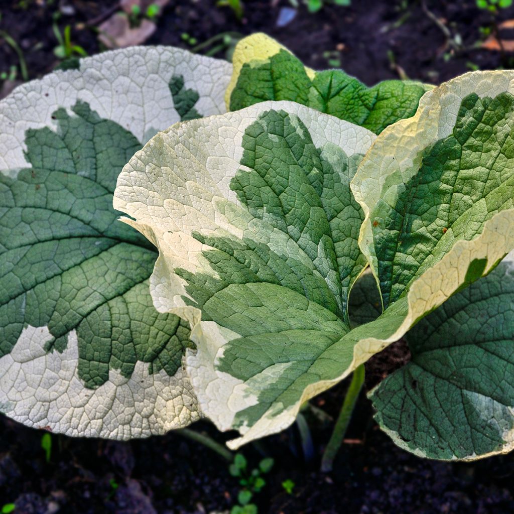 Brunnera macrophylla Variegata - Siberian Bugloss