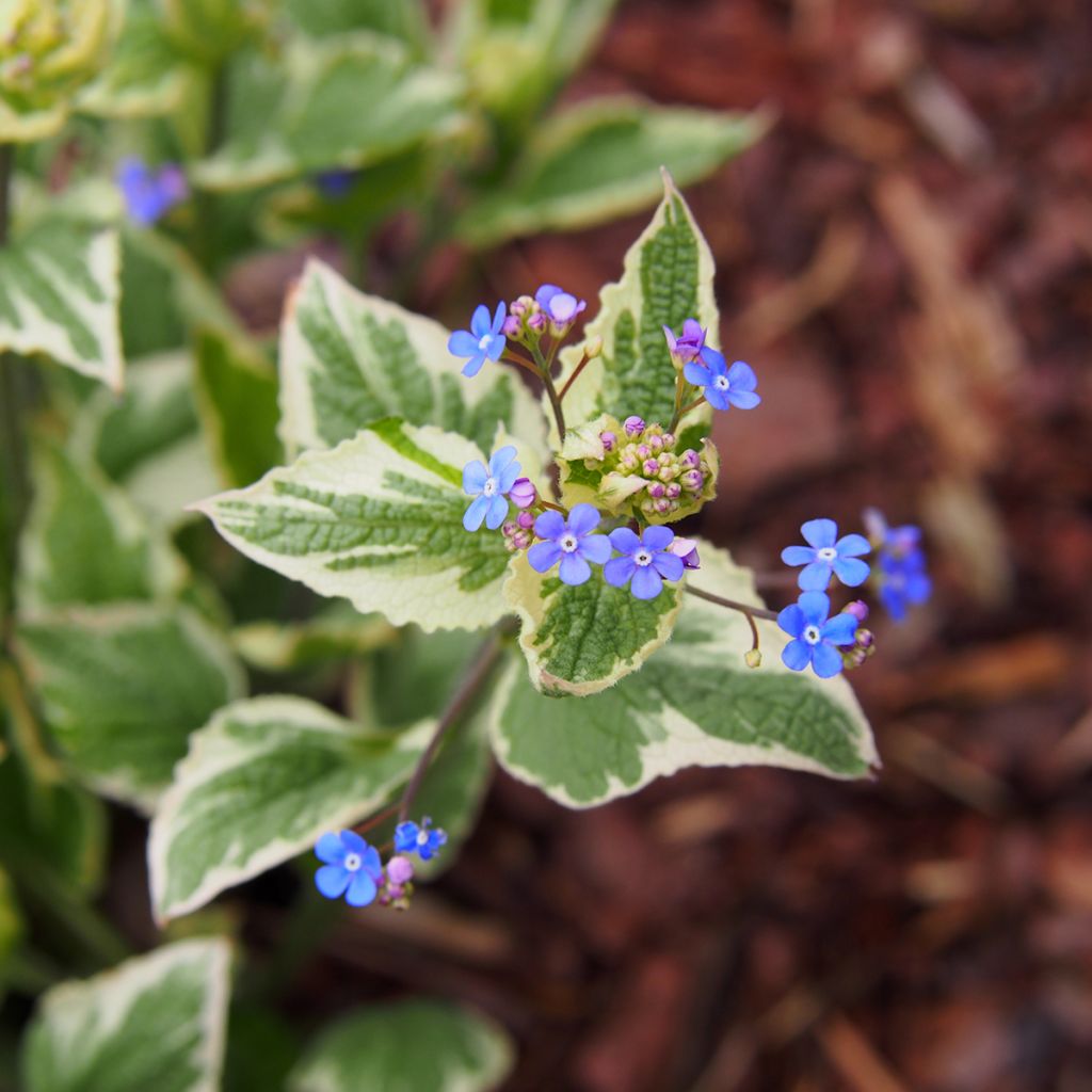 Brunnera macrophylla Variegata - Siberian Bugloss