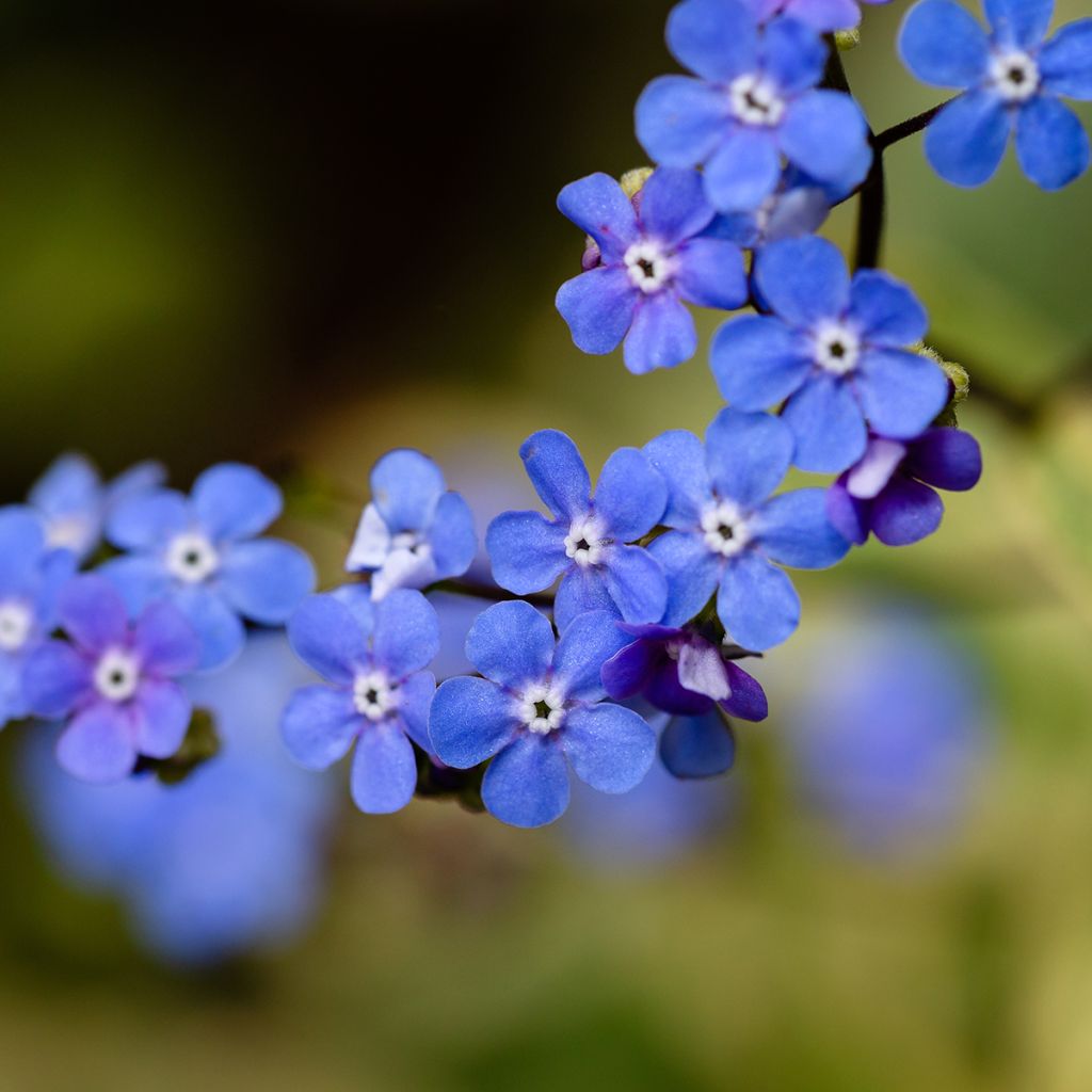 Brunnera macrophylla Variegata - Siberian Bugloss