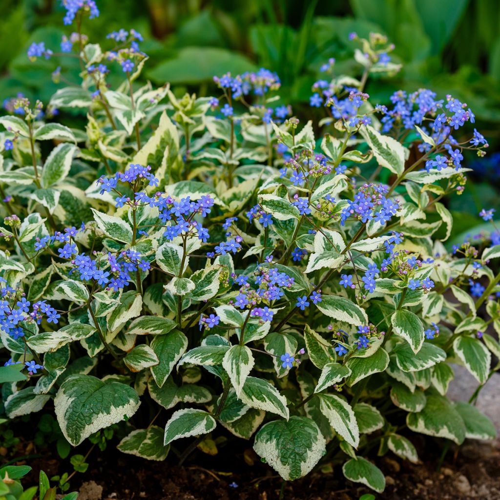 Brunnera macrophylla Variegata - Siberian Bugloss