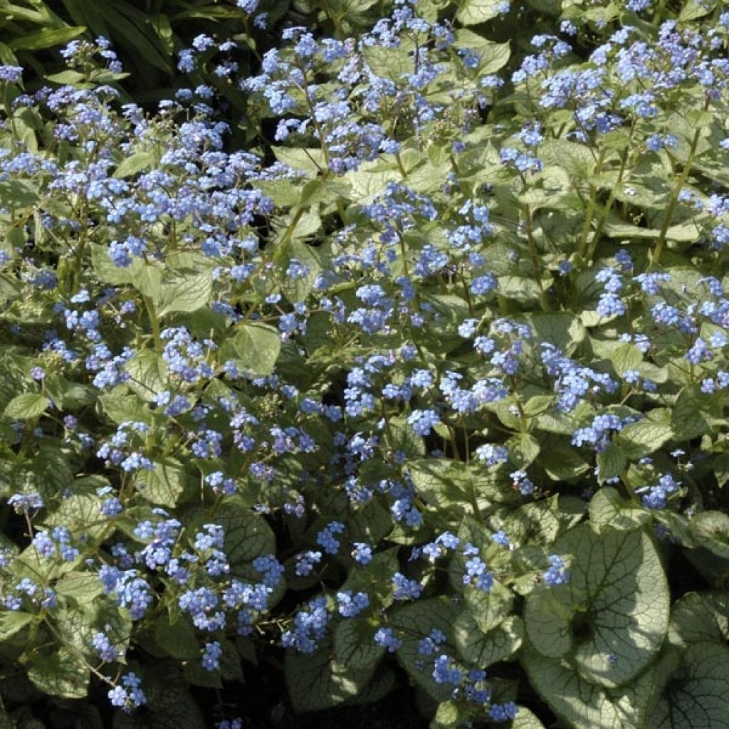 Brunnera macrophylla Jack Frost, Myosotis du Caucase