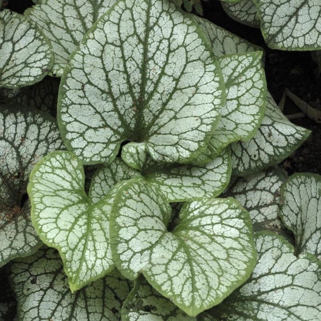 Brunnera macrophylla Jack Frost, Myosotis du Caucase