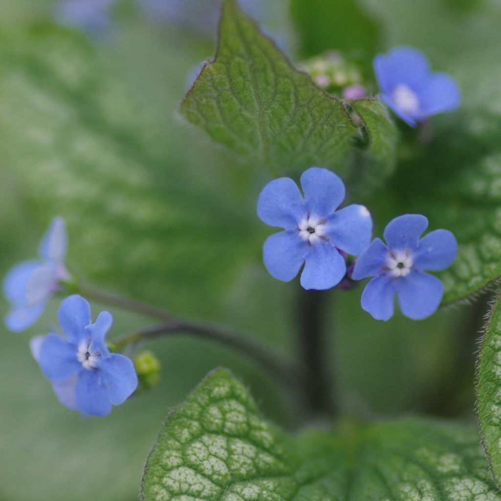 Brunnera macrophylla Alexander's Great - Myosotis du Caucase