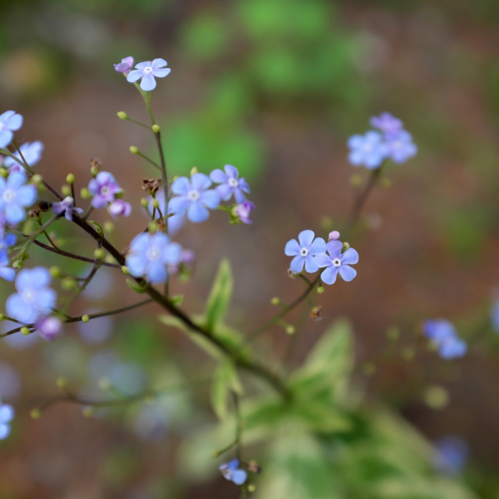 Brunnera macrophylla Hadspen Cream - Siberian Bugloss