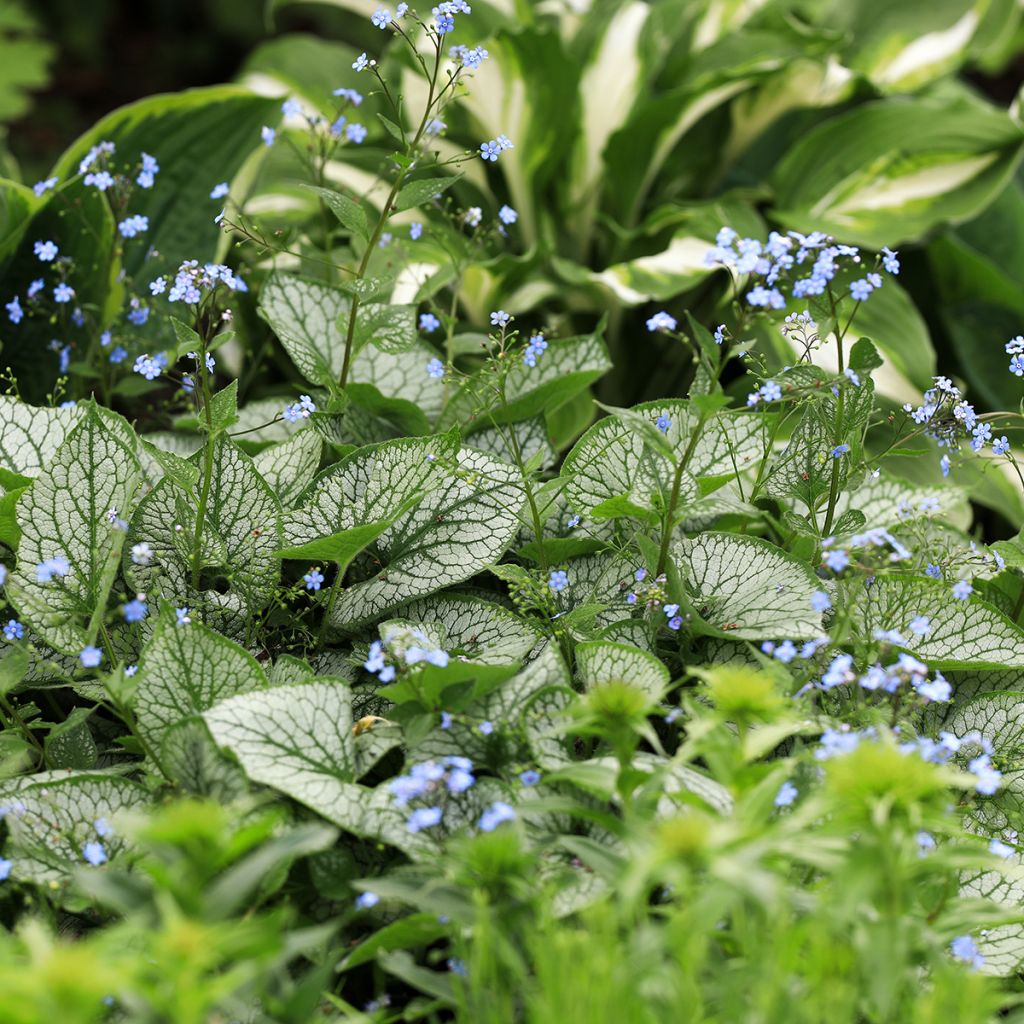 Brunnera macrophylla Jack Frost - Siberian Bugloss