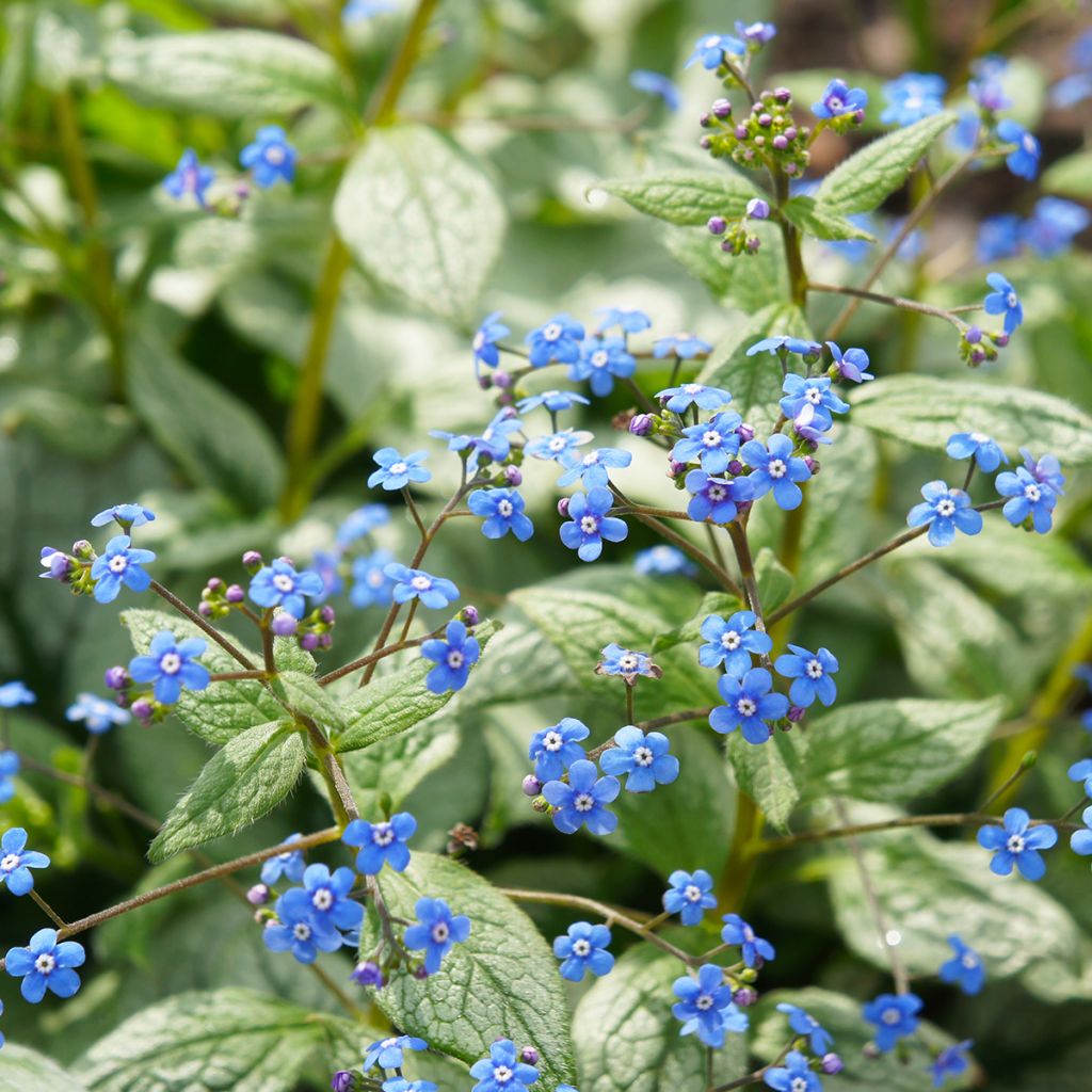 Brunnera macrophylla Jack Frost - Siberian Bugloss