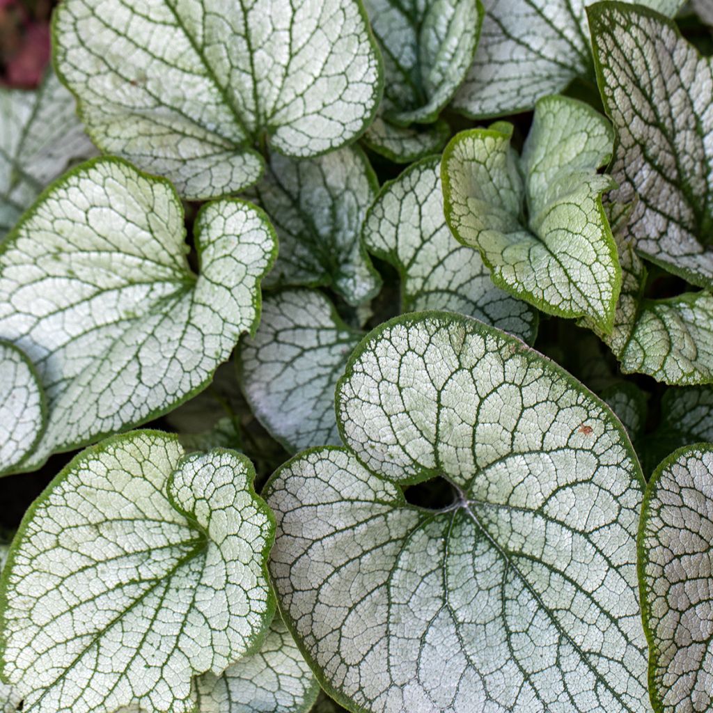 Brunnera macrophylla Jack Frost - Siberian Bugloss