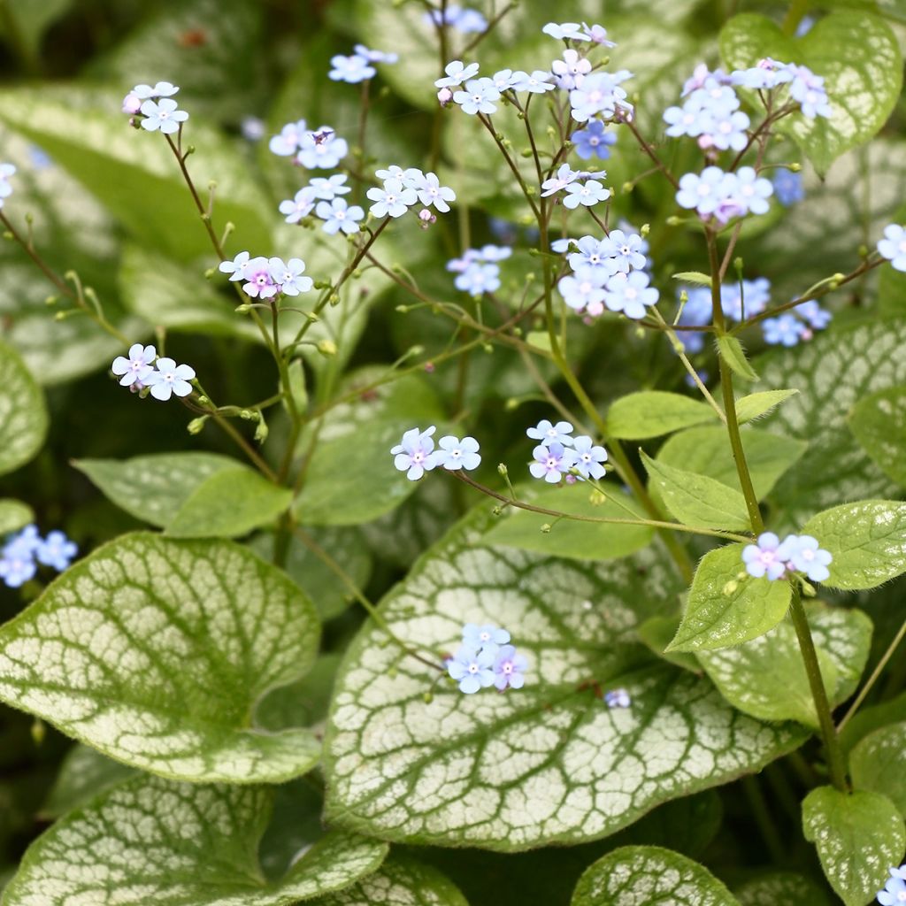 Brunnera macrophylla Jack Frost - Siberian Bugloss