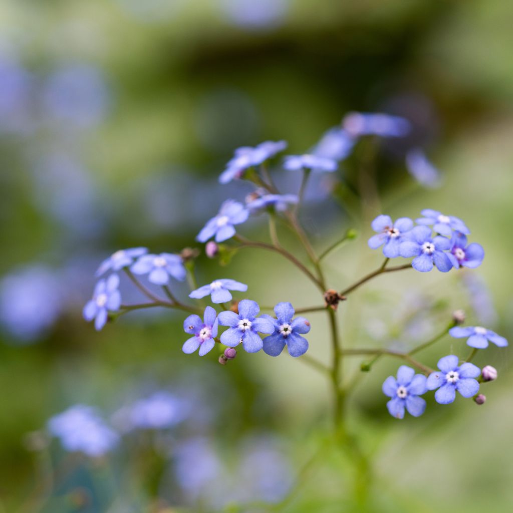 Brunnera macrophylla Jack Frost - Siberian Bugloss