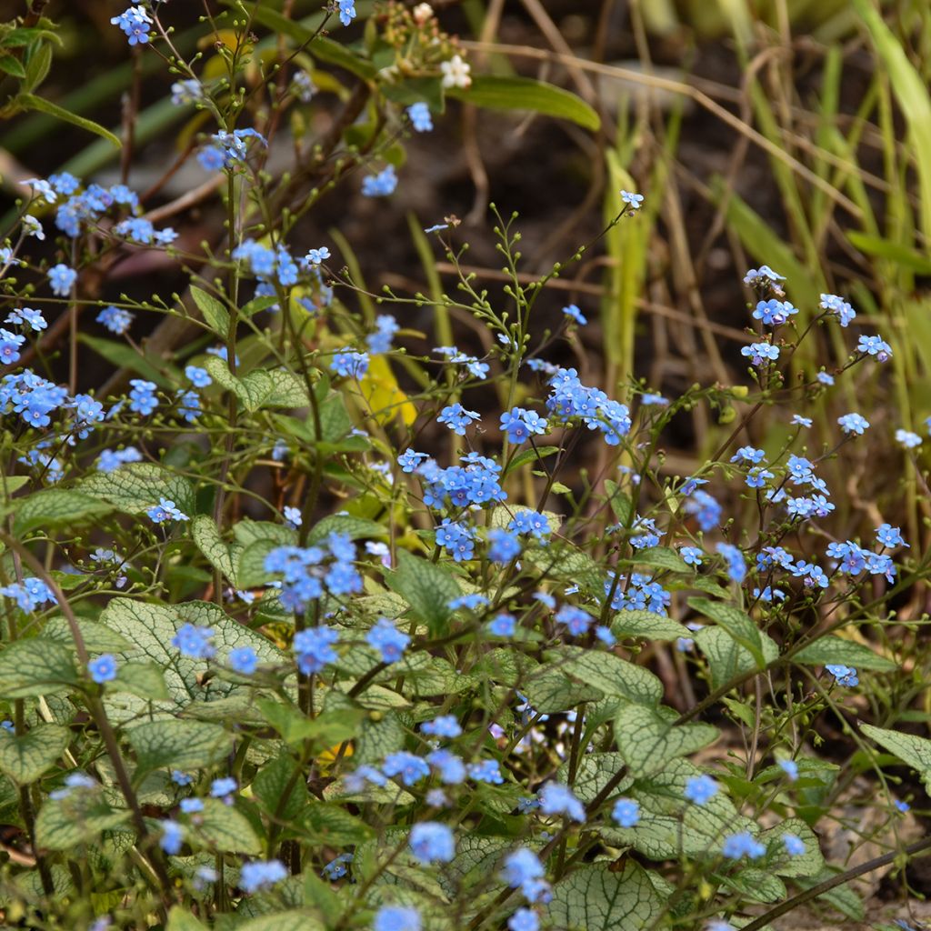 Brunnera macrophylla Jack Frost - Siberian Bugloss