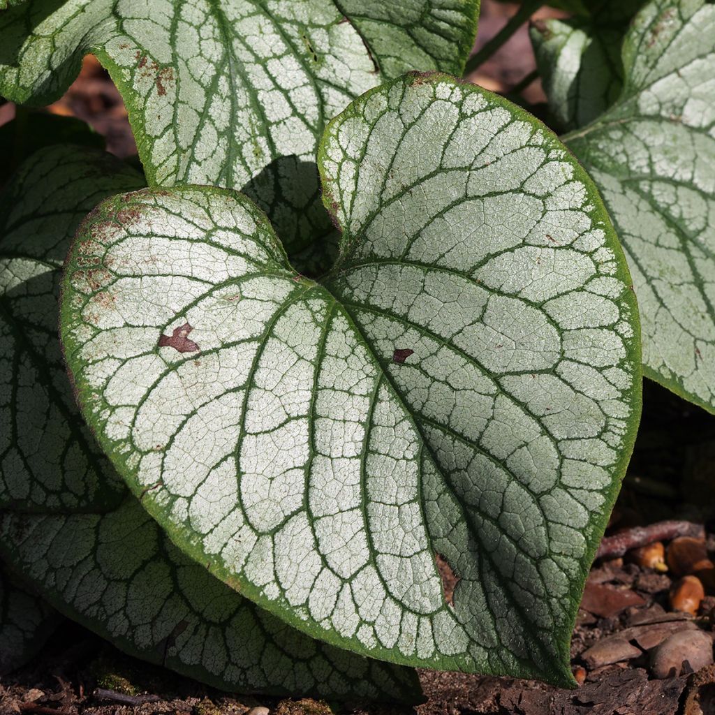 Brunnera macrophylla Jacks Gold - Siberian Bugloss