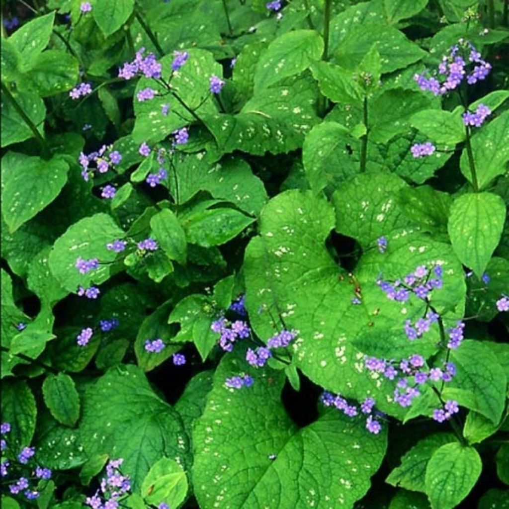 Brunnera macrophylla Langtrees - Myosotis du Caucase