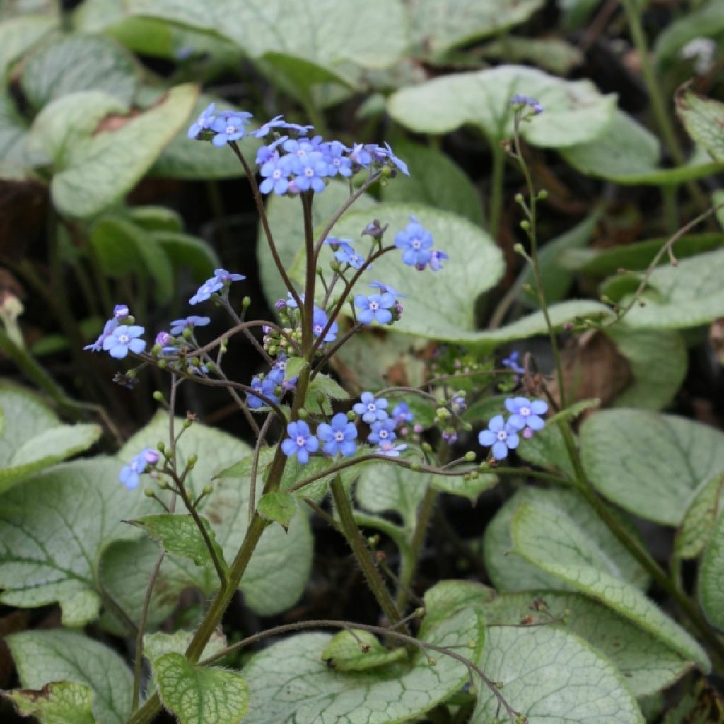 Brunnera macrophylla Looking Glass, Myosotis du Caucase