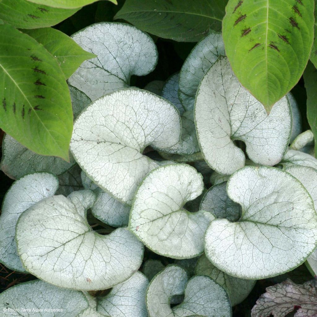 Brunnera macrophylla Looking Glass - Myosotis du Caucase