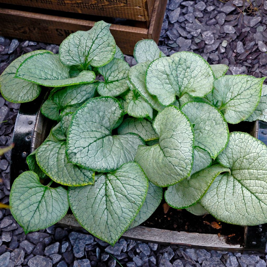 Brunnera macrophylla Looking Glass - Siberian Bugloss