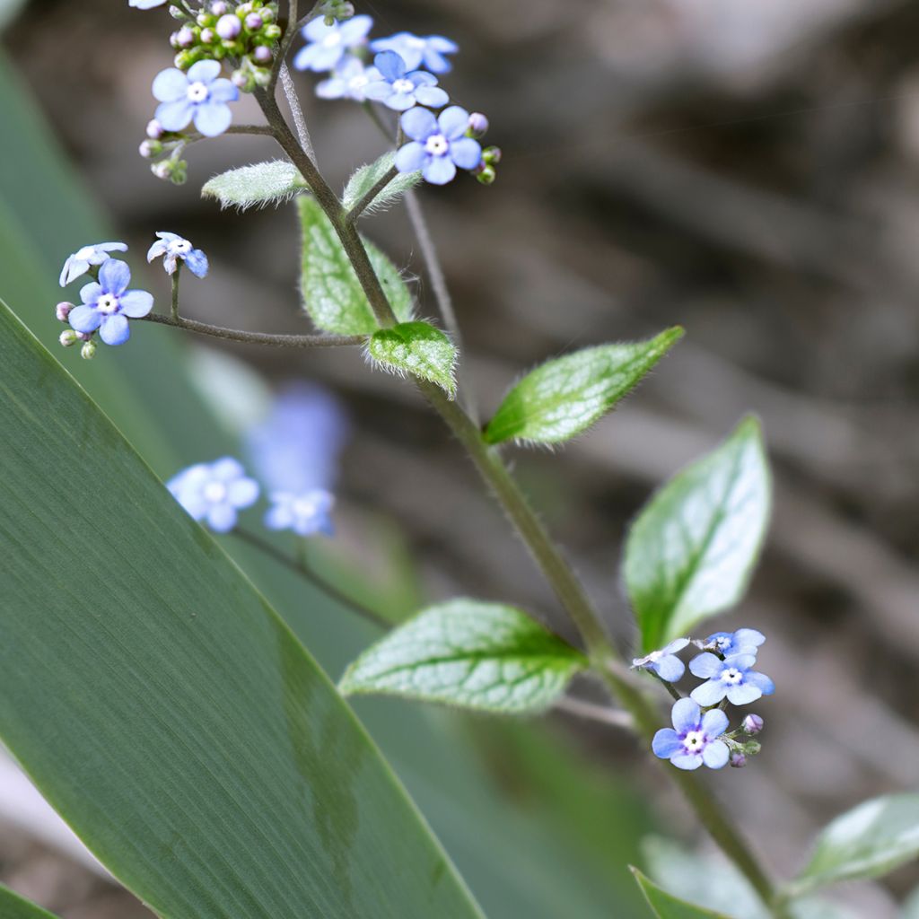 Brunnera macrophylla Looking Glass - Siberian Bugloss