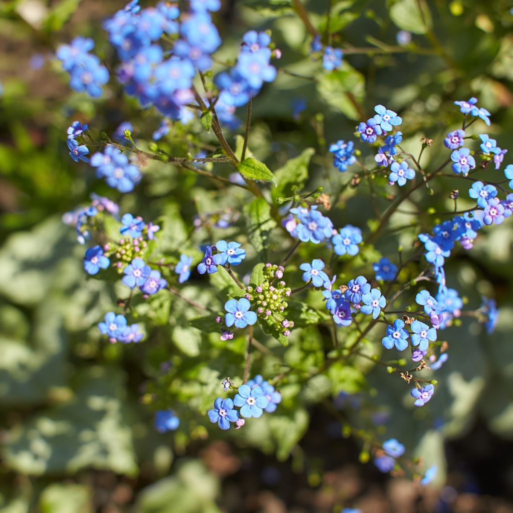 Brunnera macrophylla Looking Glass - Siberian Bugloss