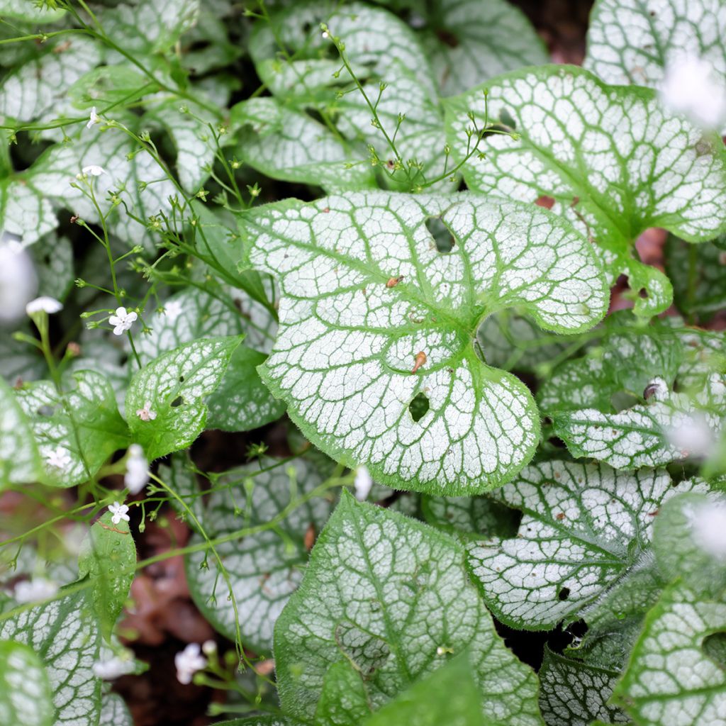 Brunnera macrophylla Mr Morse - Siberian Bugloss