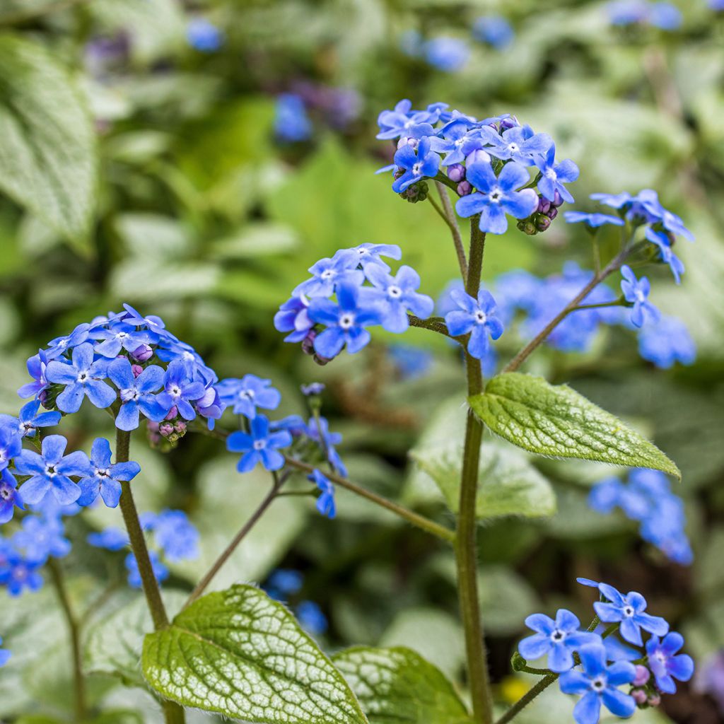 Brunnera macrophylla - Siberian Bugloss