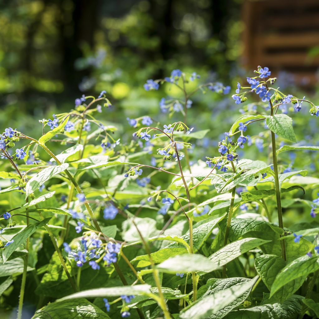 Brunnera macrophylla - Siberian Bugloss