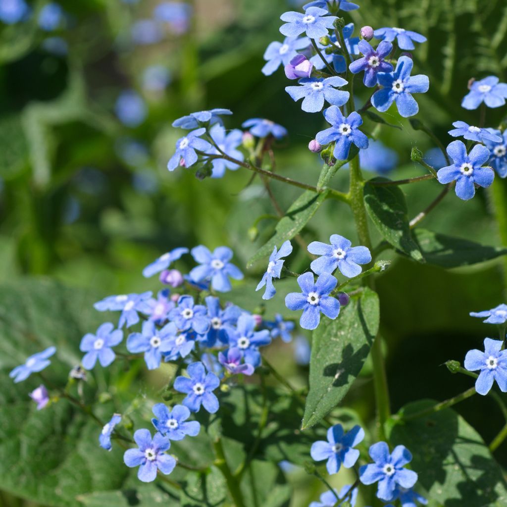 Brunnera macrophylla - Siberian Bugloss