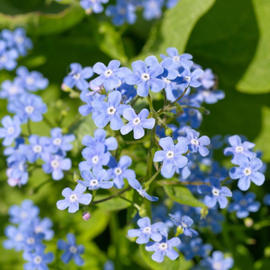 Brunnera macrophylla - Siberian Bugloss