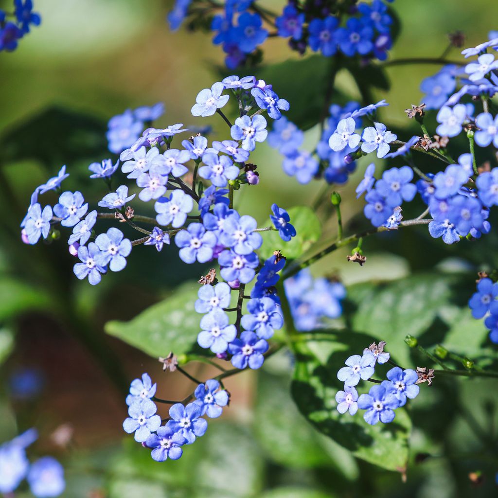 Brunnera macrophylla - Siberian Bugloss