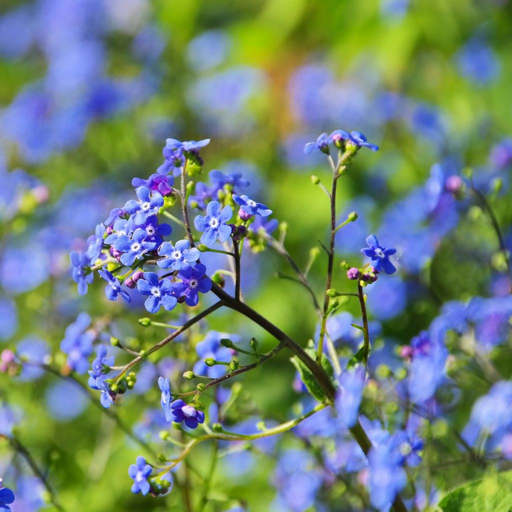 Brunnera macrophylla - Siberian Bugloss