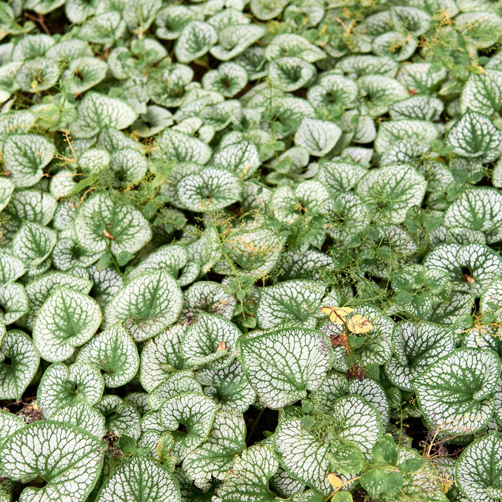 Brunnera macrophylla Silver Heart - Siberian Bugloss