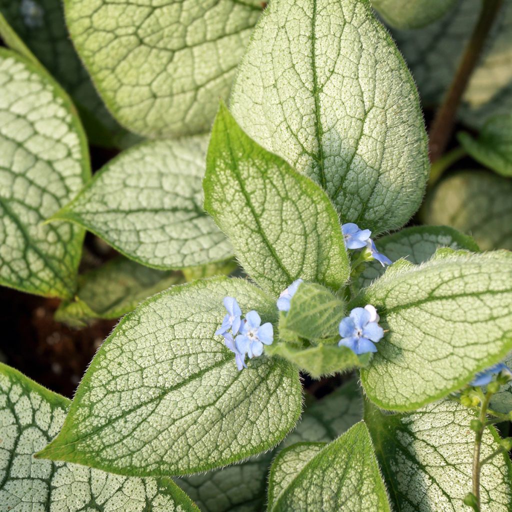 Brunnera macrophylla Silver Heart - Siberian Bugloss