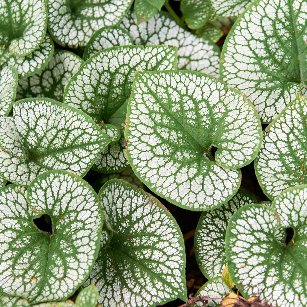 Brunnera macrophylla Silver Heart - Siberian Bugloss