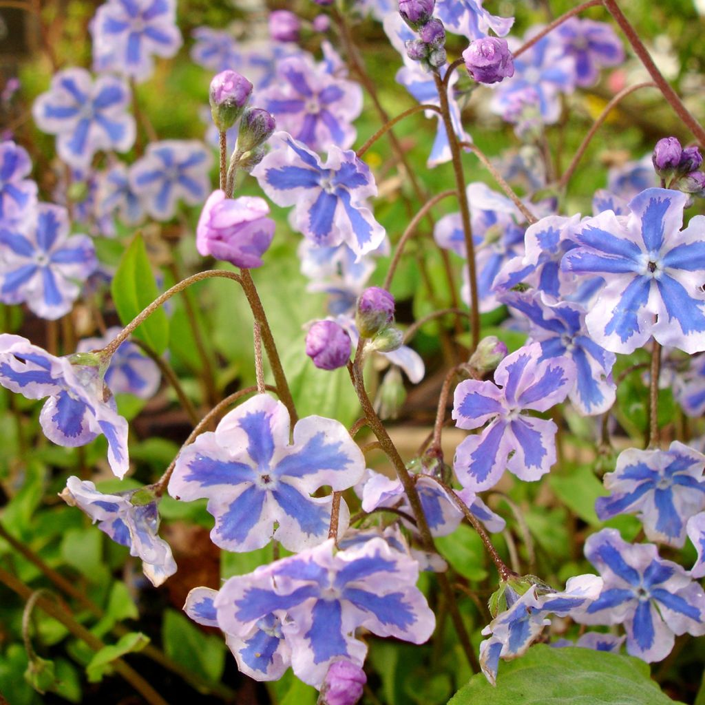 Brunnera macrophylla Starry Eyes - Siberian Bugloss